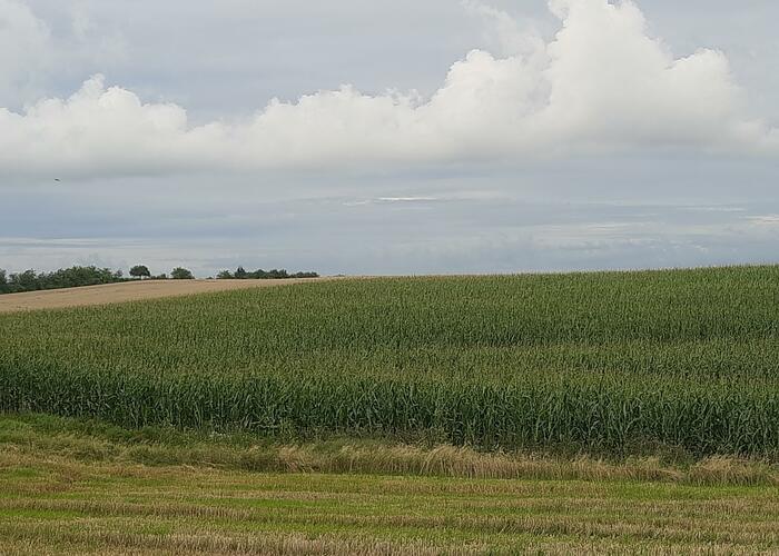 Grajewo ogłoszenia: Witam
Sprzedam kukurydzę na pniu 3.4ha w Rajgrodzie odmiana...