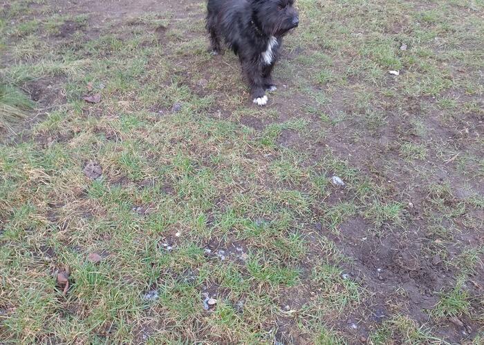 Grajewo ogłoszenia: Oddam pieska 9 miesięcznego w dobre ręce. Piesek jest zabawny...